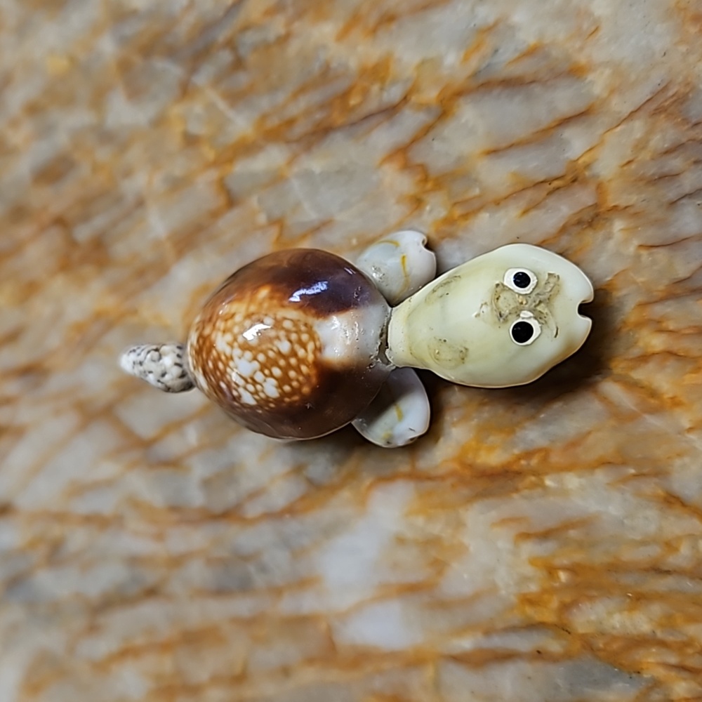 Small Shell Turtle - Picture 2 of 3